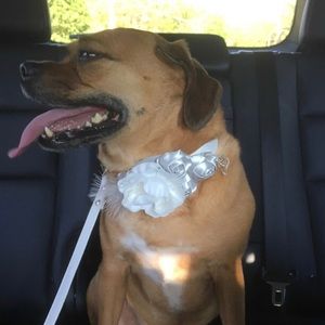 Dog wedding collar & matching leash